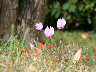 Cyclamen hederifolium C. neapolitanum bestellen